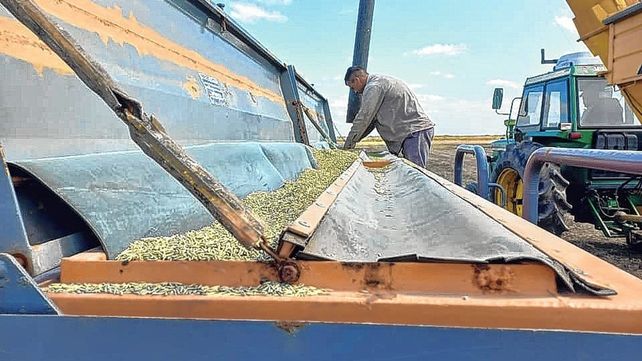 San Salvador, tierra llena de bondades para producir arroz