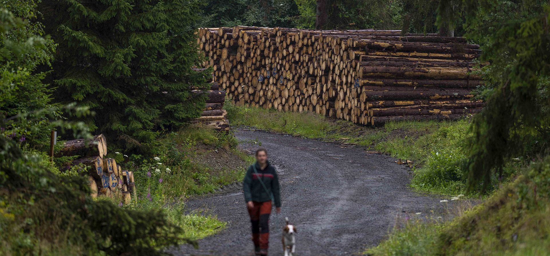 Los abetos talados debido a la infestación de escarabajos descortezadores de abetos se encuentran en los bosques estatales de Baja Sajonia en, Alemania, el jueves 27 de julio de 2023. Los diminutos insectos han causado una gran devastación en los bosques en los últimos años, los funcionarios luchan para controlar las plagas antes de que la población de abetos sea diezmada por completo. (Foto AP/Matthias Schrader) Los abetos talados debido a la infestación de escarabajos descortezadores de abetos se encuentran en los bosques estatales de Baja Sajonia en, Alemania, el jueves 27 de julio de 2023. Los diminutos insectos han causado una gran devastación en los bosques en los últimos años, los funcionarios luchan para controlar las plagas antes de que la población de abetos sea diezmada por completo. (Foto AP/Matthias Schrader)