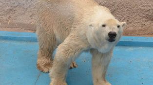 El oso polar Arturo superó la prueba de un experto