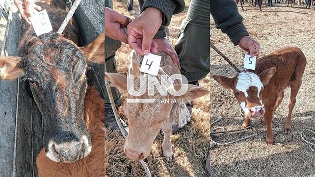 Se robaron 13 vacunos en camionetas 4 x 4 y los apresaron