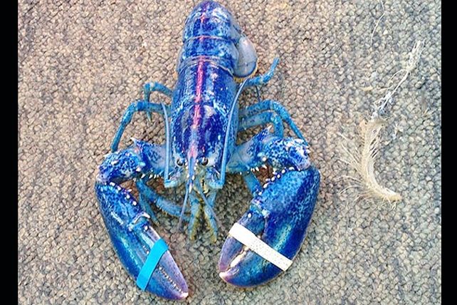 Descubren una extraña langosta azul en Canadá