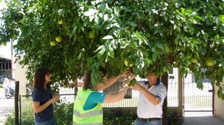 HLB. El Senasa realiza inspecciones para prevenir la bacteria.