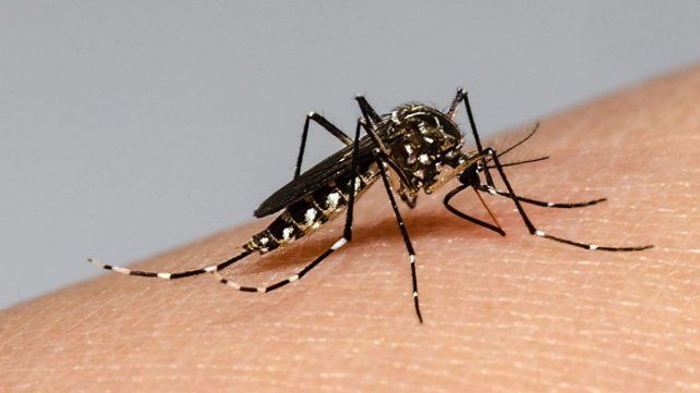 Se sumaron 566 nuevos casos en el sistema de registro del dengue en los últimos siete días; 80 tuvieron síntomas. Los departamentos con más casos