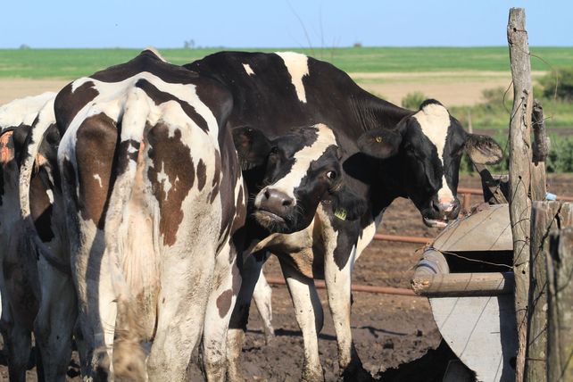 Los huérfanos de Cotagú y de Cotapa llorando sobre la leche derramada