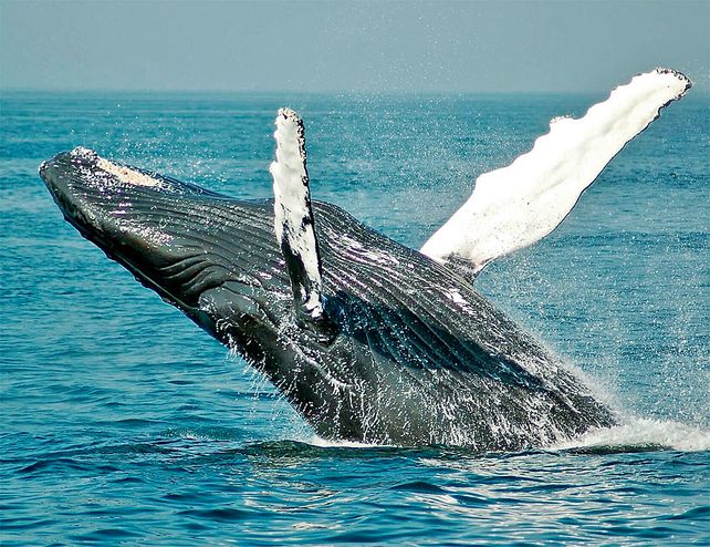 Puerto Madryn ya recibió a sus primeras visitantes ilustres: las ballenas