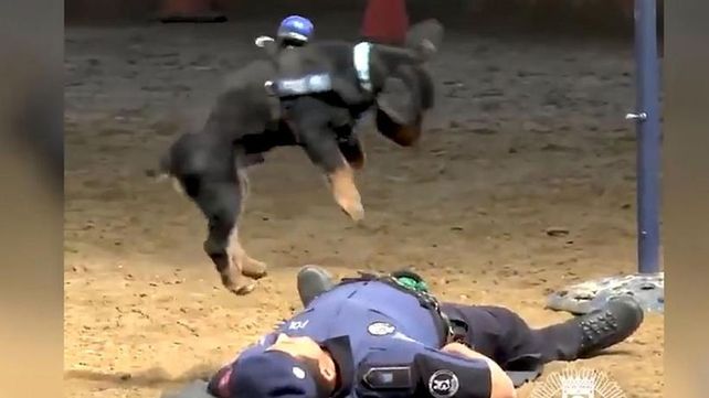 Un perro que hace RCP y es furor en la web