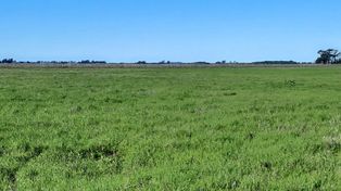 Campo de la Depresión del Salado en donde se realizó la promoción de raigrás. Fotos: gentileza M. Druille