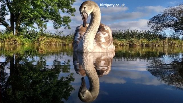 Imágenes ganadoras del concurso Bird Photographer of the Year 2020