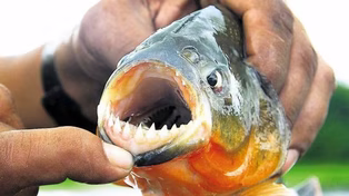 La mayoría de los ataques de palometas ocurrieron en zonas habilitadas para ingresar, donde los residuos de pescadores y restos de carnada funcionan como cebaderos naturales.