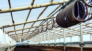 Orgullo santafesino: transforman efluentes de cerdo en compost y ganaron un premio internacional