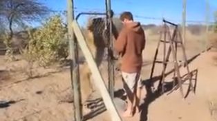 La reacción de una leona cuando el guardaparque de una reserva abre la jaula