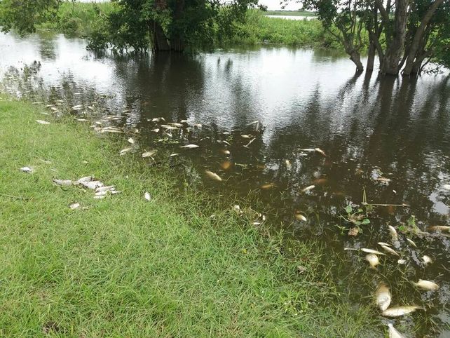 Mortandad de peces: los análisis de agua dieron negativo, inclusive de glifosato