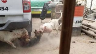 Una bestia que produce un castigo imperdonable a perros de la calle