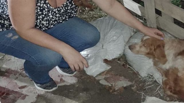 Uno de los perros rescatados en una vivienda de barrio Carlos Casado.&nbsp;