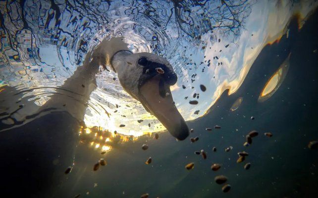 Sunrise Mute Swan alimentándose bajo el agua por Ian Wade (Reino Unido), tomada en St Georges Park, Bristol.