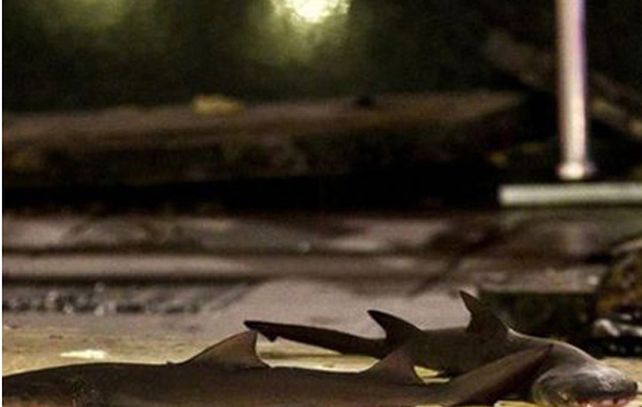 Las imágenes de la explosión en un acuario de Shangai en el que murieron tres tiburones