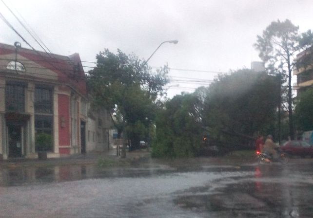 Árbol caído en cándido Pujato y 9 de Julio. Foto: Jose Ignacio