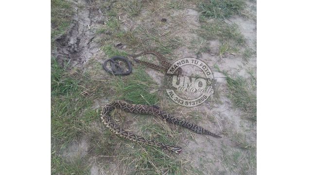 Vecino de Sauce Montrull atrapó una yarará de más de un metro