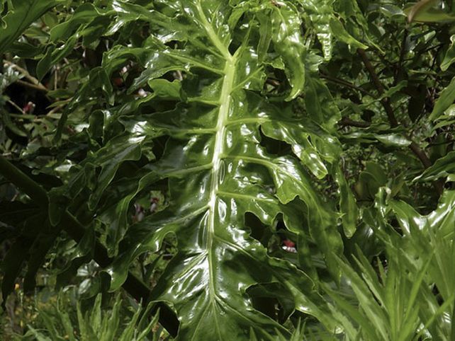 Diez plantas tóxicas comunes en el hogar