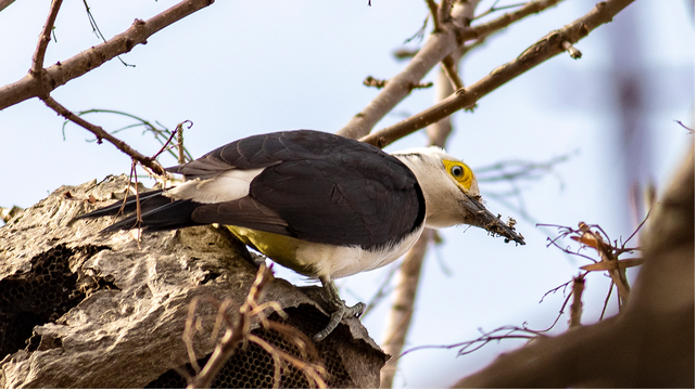 El carpintero blanco es una de las aves que se puede observar.