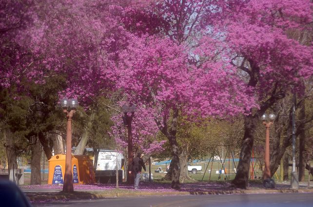 Una postal de la primavera: los lapachos tiñen los barrios de la ciudad