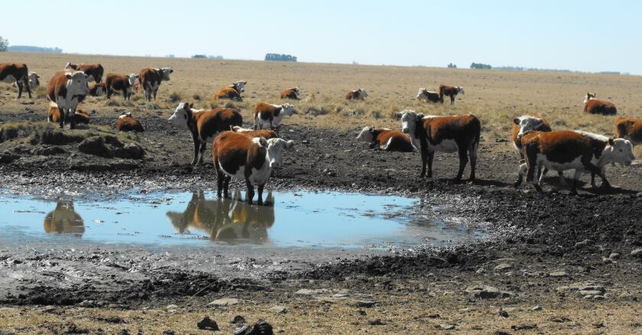 Los daños de la seca en la ganadería son evidentes aunque todavía podrían ser peores si esta fase climática se prolonga.