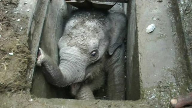 El elefante bebé fue rescatado por trabajadores y funcionarios del lugar.