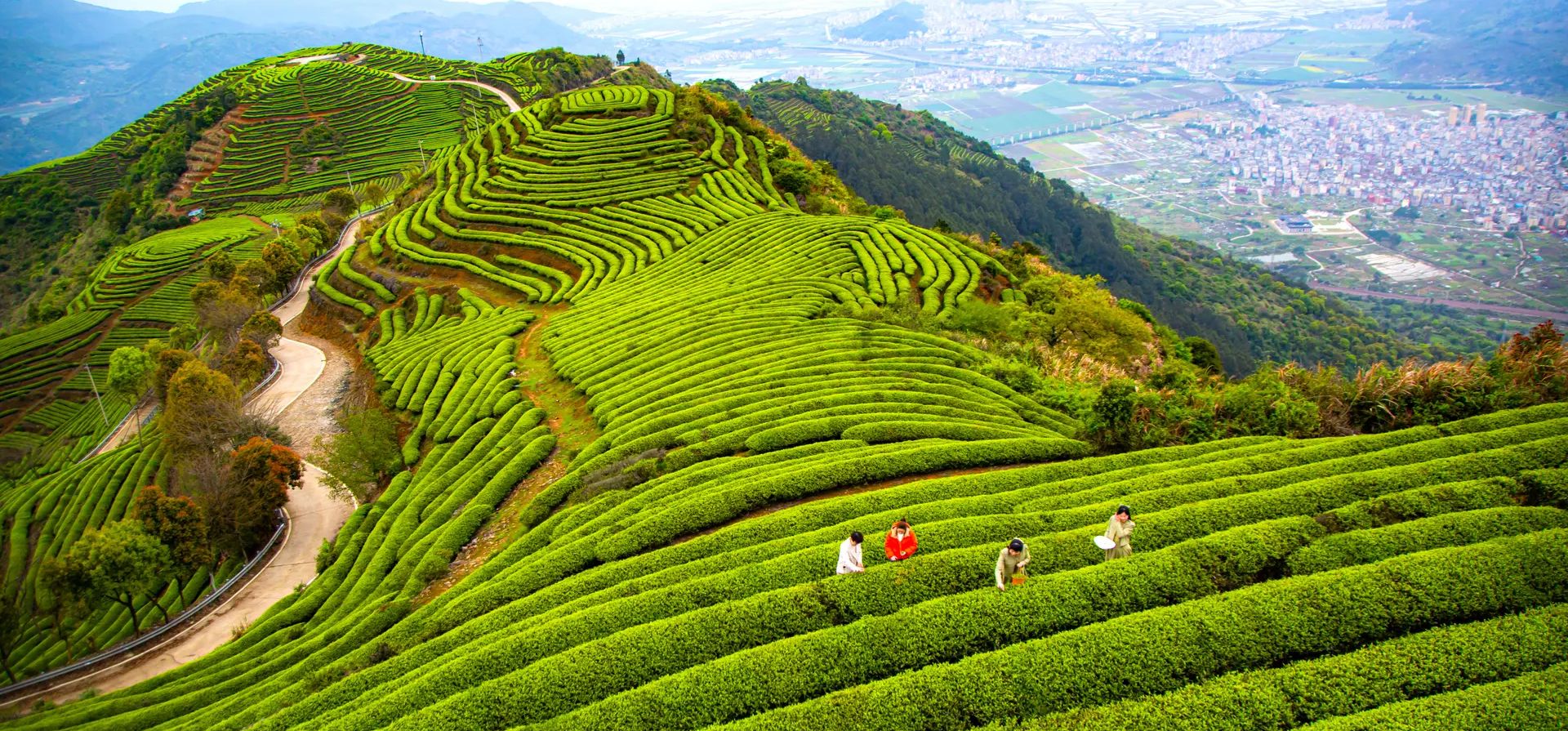Turistas recogen hojas de té en la provincia de Fujia, China. Fotografía: VCG/Getty Images