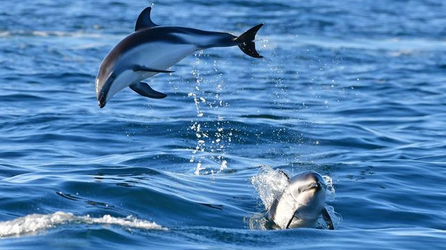Una de las tantas postales que protagonizaron los delfines este fin de semana en Puerto Madryn.&nbsp;