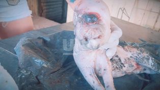 Nació una chancha con un solo ojo en Barranquitas Oeste
