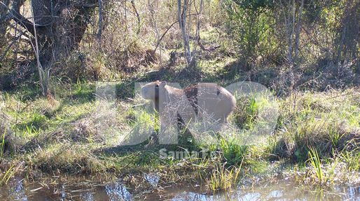 Alertan sobre el cuidado de la fauna silvestre ante la crecida del Paraná