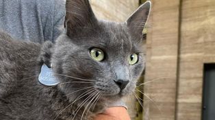 Pipo: la historia del gato mascota de la Municipalidad