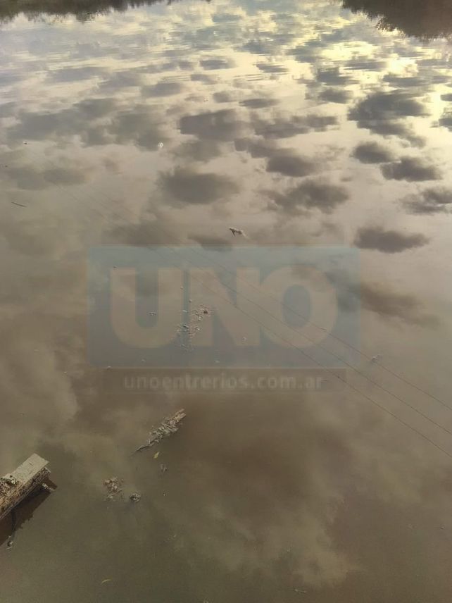 Vecinos de San José denunciaron mortandad de peces