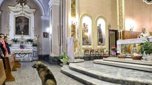 Un perro conmueve a Italia: su dueña murió y la espera en misa