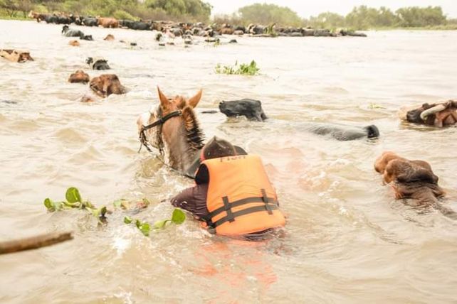 Se viene la crecida del Paraná: aceleran la evacuación de 600 mil cabezas de ganado de las islas