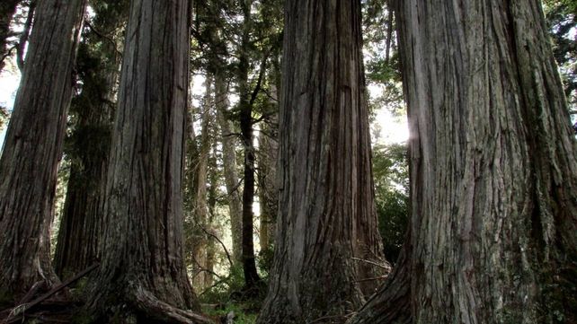 El empresario turístico taló un bosque de lengas como las de la foto.