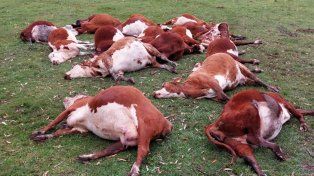 Veterinarios asistieron Colonia Santa Juana, en Chajarí, para examinar a los bovinos y manifestaron que la muerte se produjo por intoxicación por nitrato.&nbsp;