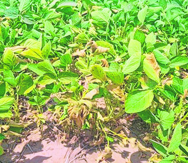 Sofocón. Lote con soja de segunda en inicio de floración