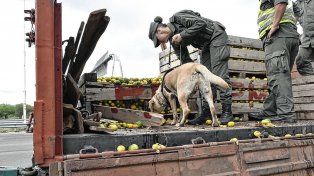 Camionero iba con casi 2 toneladas de marihuana ocultas entre mandarinas