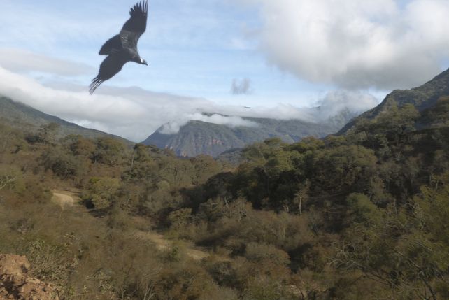 Selva, nube y montaña: de la yunga a la quebrada