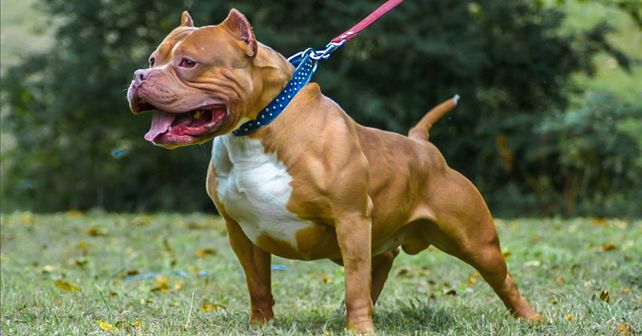 Un pitbull lesionó a dos personas: es su tercer ataque
