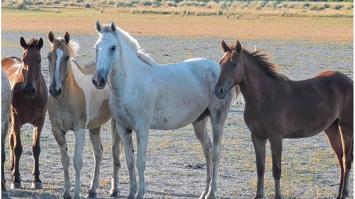 Confirmaron Un Caso De Encefalomielitis Equina En La Provincia De Santa Fe