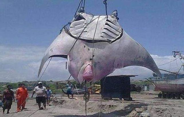 La mantarraya más grande del mundo fotografiada por una turista.