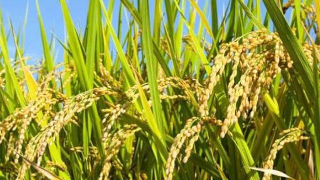 Las lluvias afectaron la cosecha de arroz y la escasez impacta en el precio