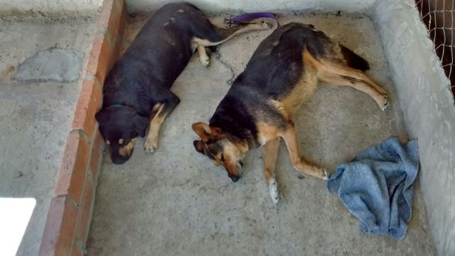 Los perros recuperados están en una guardería.
