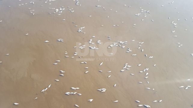Cientos de peces muertos en el río Salado, a la altura de la autopista y en Santo Tomé