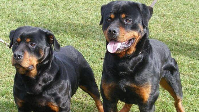 Concordia: una mujer murió tras ser atacada por dos rottweiler