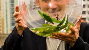 El video de una araña que sabe nadar, atrapa peces y come sapos gigantes