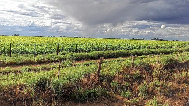 La Niña: el campo se beneficiará con las lluvias de verano para los cultivos. La Niña: el campo se beneficiará con las lluvias de verano para los cultivos.