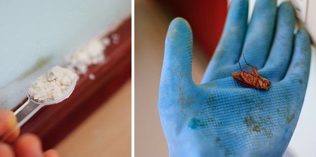 Terminá con las cucarachas de manera natural